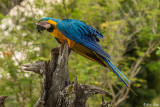 Blue and Gold MaCaw, Araras Ecolodge  1