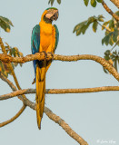 Blue and Gold MaCaw, Araras Ecolodge  3
