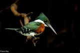 Green Kingfisher, Porto Jofre  1