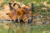 Coatis, Pousada Piuval 2