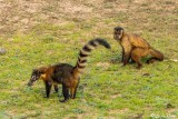 Hooded Capuchin Monkey & Coati, Pousada Piuval   2