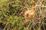 Hooded Capuchin Monkey, Pousada Piuval   1