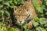 Jaguar, Porto Jofre 67