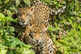 Jaguar, Porto Jofre 72