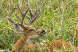 Marsh Deer, Araras Ecolodge  1