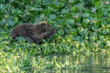 Beaver 17-2