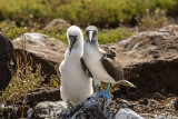 Blue Footed-Booby, North Seymour Island  6