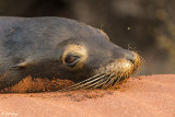 Sea Lion, Rabida Island 5
