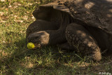 Galapagos Giant Tortoise, Santa Cruz Island  6