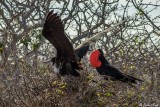 Frigate Birds, North Seymour Island 5