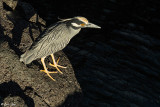 Night Heron, Santiago Island 1