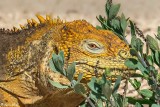 Land Iguana, North Seymour Island  10