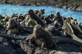 Marine Iguanas, Fernandina Island 4