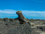 Marine Iguanas, Fernandina Island 13