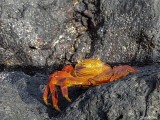 Sally Light-foot Crab, Santiago Island  3