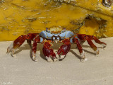 Sally Light-foot Crab, Santa Cruz Island  1