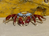 Galapagos Islands by Zoe Allen