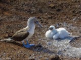 Blue-footed Booby, North Seymour Island   7