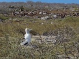 Frigate Bird Chick, North Seymour Island  2