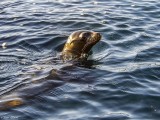 Galapagos Sea Lion, Santiago Island  4