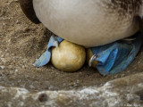 Blue-footed Booby, San Cristobal Island  4