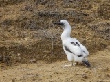 Blue-footed Booby Chick, San Cristobal Island  3