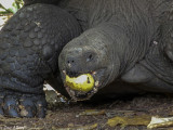 Giant Galapagos Tortoise, Santa Cruz Island  6