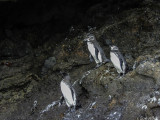 Galapagos Penguins, Isabella Island 1