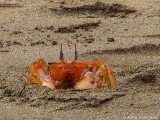 Ghost Crab, Santiago Island  1