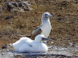 Blue-footed Boobys, North Seymour Island  4