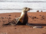 Galapagos Sea Lion, Rabida Island 4