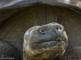 Giant Galapagos Tortoise, Santa Cruz Island  6