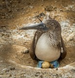 Blue-footed Bobby, North Seymour Island  4