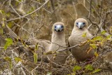 Red-footed Bobbys, North Seymour Island 1