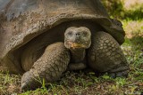 Galapagos Giant Tortoise, Santa Clara 10