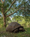 Galapagos Giant Tortoise, Santa Clara 17