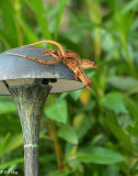 Cuban Brown Anoles Mating 1