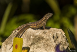 Curly-Tailed Lizard  23