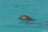 Bottlenose Dolphins, Marquesas Keys  7