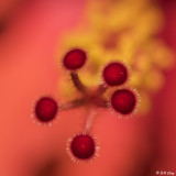 Hibiscus Flower  8