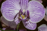 Purple Orchid   7