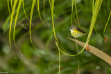 American Redstart, Female 7