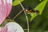 American Redstart, Male 1
