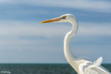 Great White Heron  8