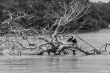 Double-crested Cormorant, Marquesas Keys  5  2