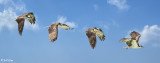 Osprey Composite, Marquesas Keys 1