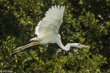 Great White Heron, Mud Keys 13