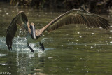 Brown Pelican, Split Rock 3