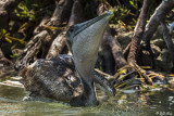 Brown Pelican, Split Rock 5