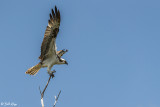 Osprey, Split Rock 5
